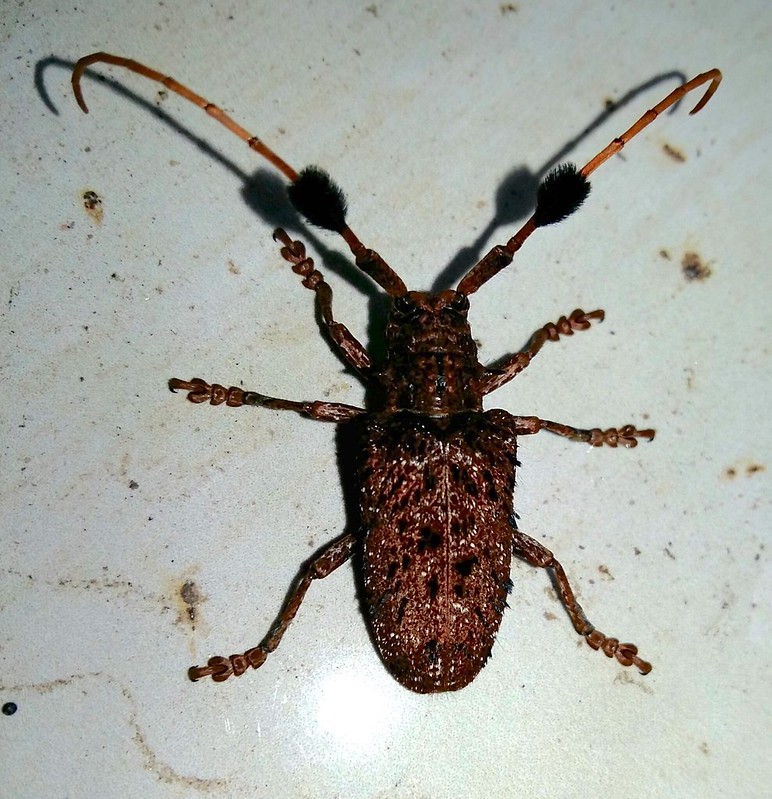 Aristobia horridula (Hope, 1831) Cerambycidae-Lamiinae-Hairy Tuft-bearing Longhorn-ด้วงหนวดปมสีตาลแดง, ด้วงหนวดปมสีตาลไหม้, ด้วงเจาะลำต้นประดู่