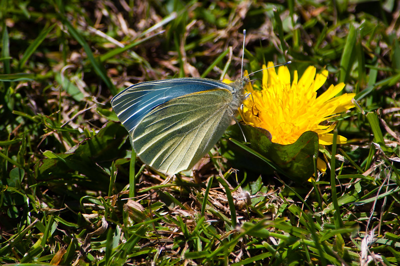 Large white butterfly on dandelion