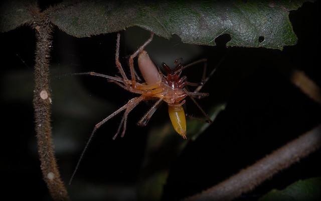 Slender Forest Spiders