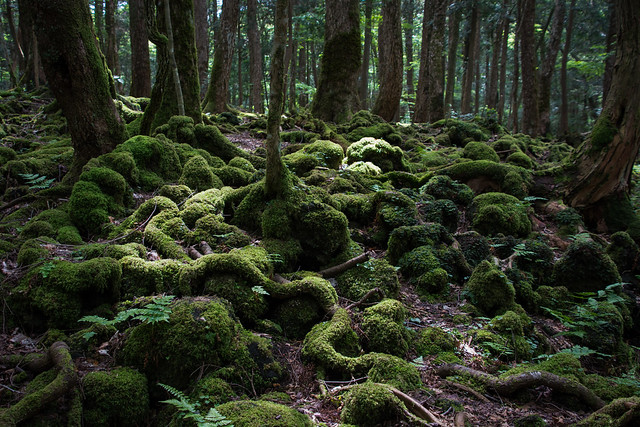 Aokigahara forest