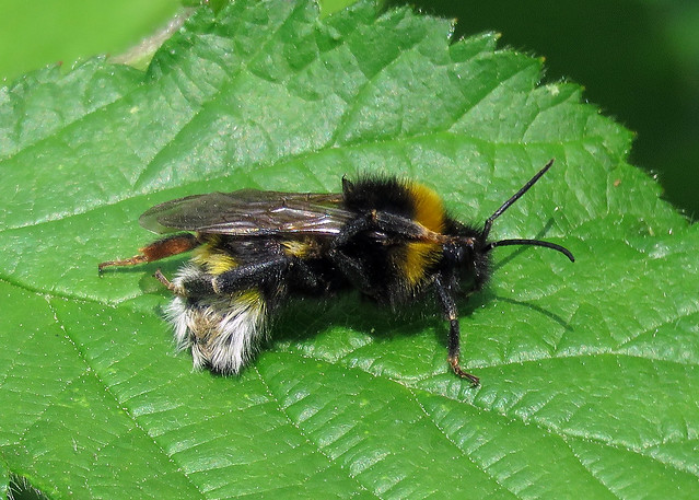 Bombus vestalis - Vestel Cuckoo Bee [A]
