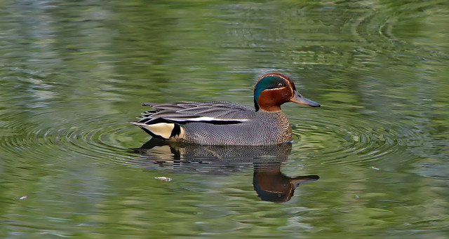 Reflections. Eurasian teal (male).