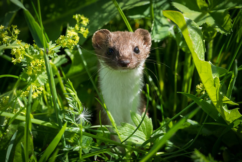 mouse weasel / Mauswiesel | [Mustela nivalis] | WRDS | Flickr