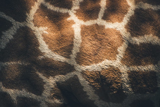 Wallpaper of giraffe