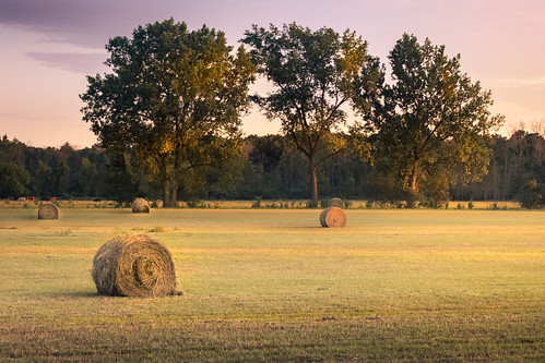 canoneos5dmarkiv hay hayfield camp field sunset evening golden goldenhour roundbale tree cow midmichigan mi michigan midland ef70200mmf4lusm