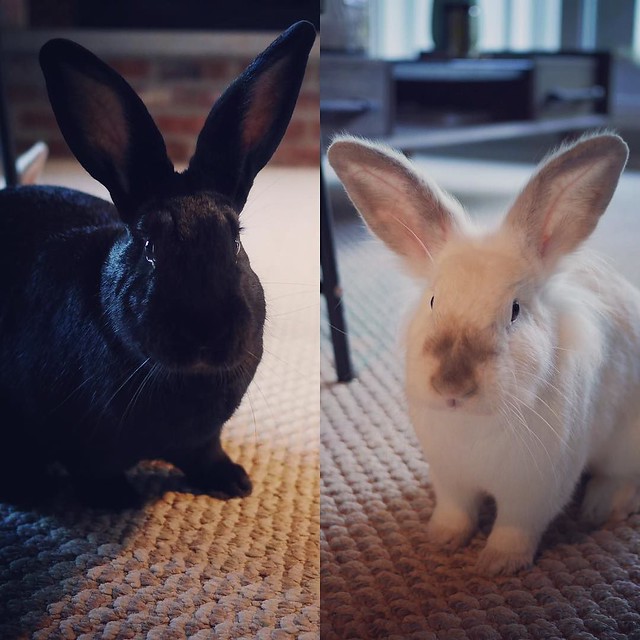 Good morning Delilah and Chuck! #bunnies #bunniesofinstagram