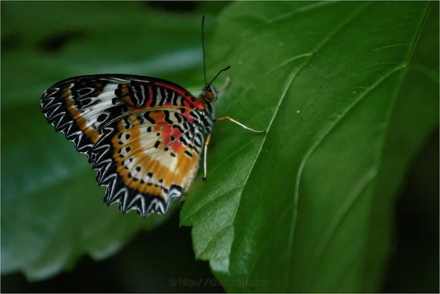 Le Paradis du Papillon - Sanguinet 40