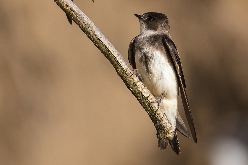 Hirondelle de rivage, Riparia riparia - Barn Swallow - sch… | Flickr