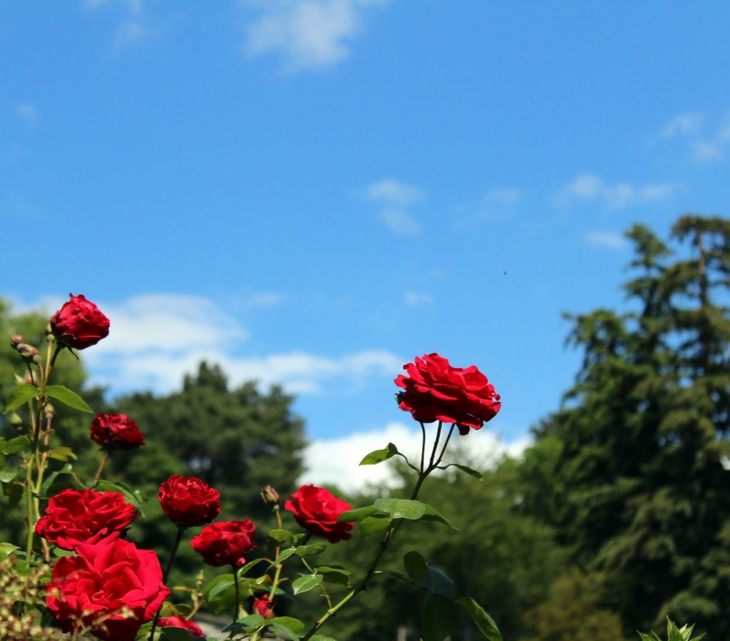 Roses are red | Elizabeth Dunn | Flickr