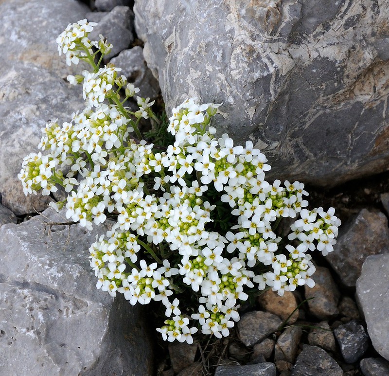 20170525-013F1 | Gämskresse (Hornungia alpina) am Aufstieg zur Grigna Settentrionale (Grignone). Bergamasker Alpen / Norditalien, 25.05.2017