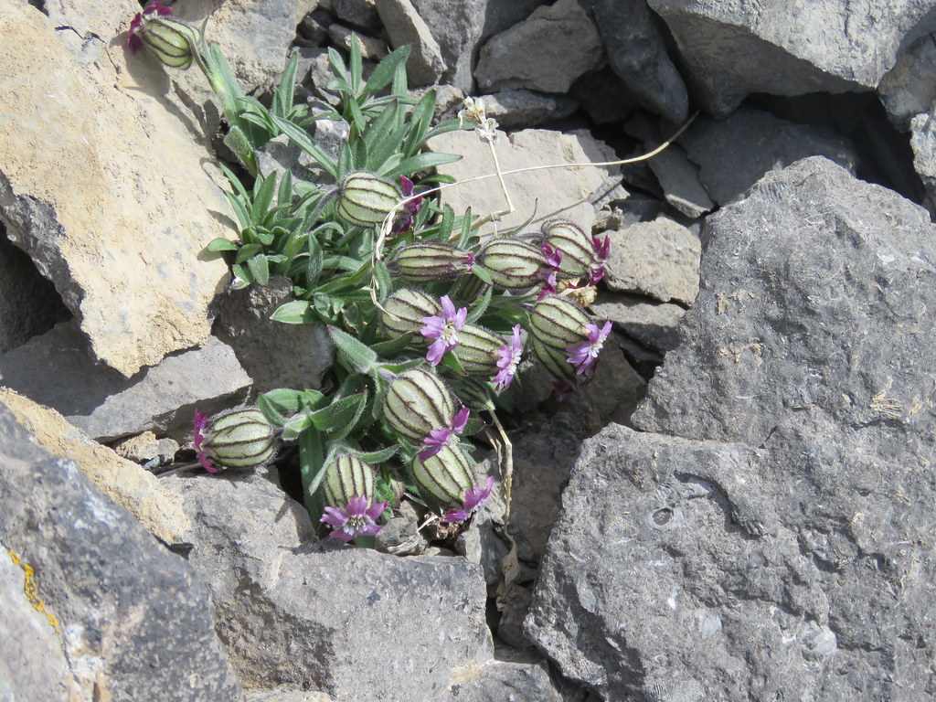 Mt Rae Scramble Mt Rae Summit Scramble - Bladder campion -