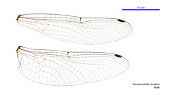 Pseudocordulia circularis male wings