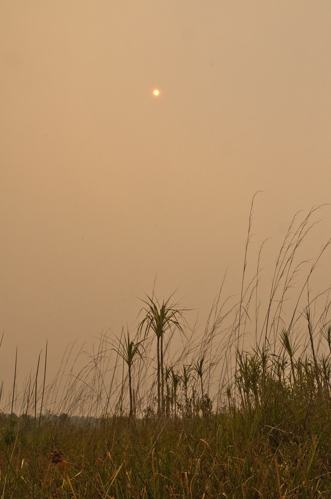 The sky becomes yellow due to the thick smoke of peat fires. Sebangau national park, Central Kalimantan.