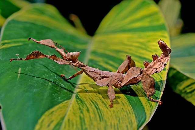 Extatosoma tiaratum - the Giant Prickly Stick Insect (female nymph)