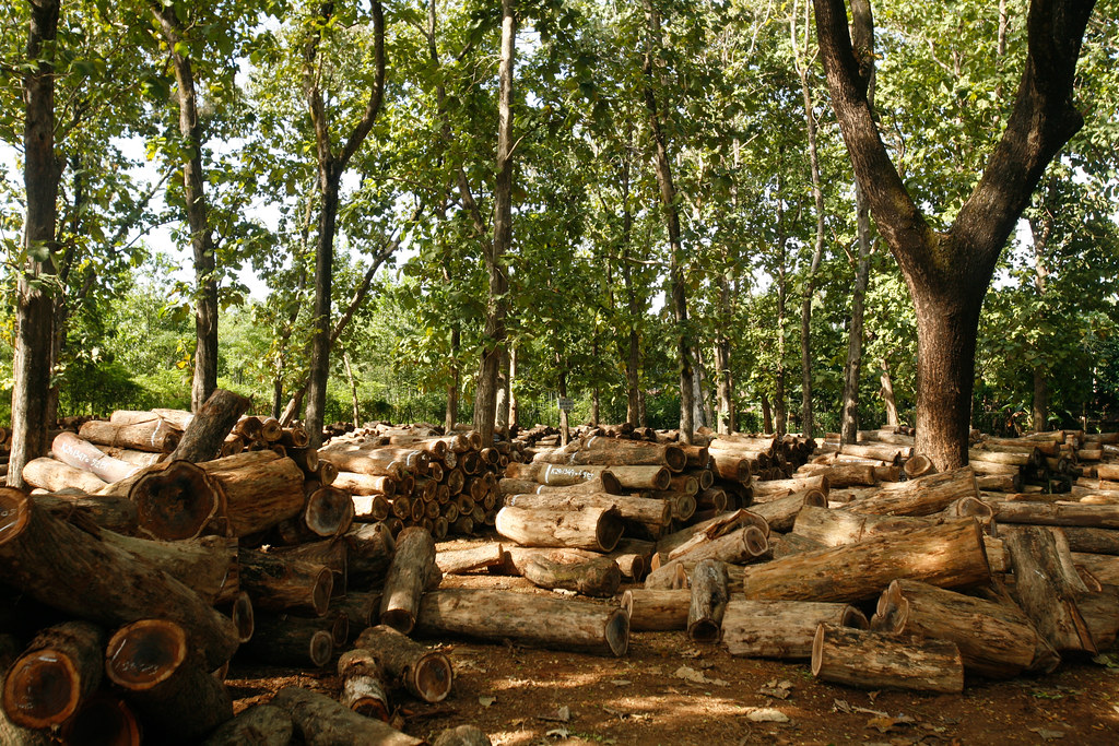 Piles of teak logs. Jepara, Central Java, Indonesia.