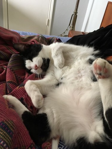 this is tinto, he’s a nerd and i love him - The Caturday | by TheCaturday