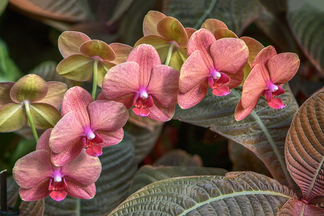 orchidspray