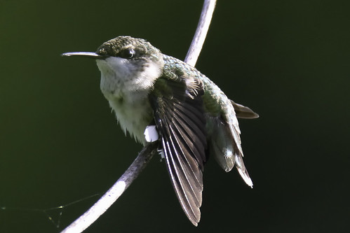 Hummingbird | by kristal marie