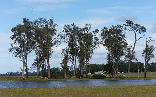 landscape richmondvalley winter trees water waterscape lagoon campbellslagoon wetland myrtaceae eucalyptustereticornis forestredgum ian australiantrees australianlandscape