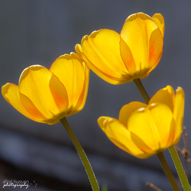 Three yellow tulips.