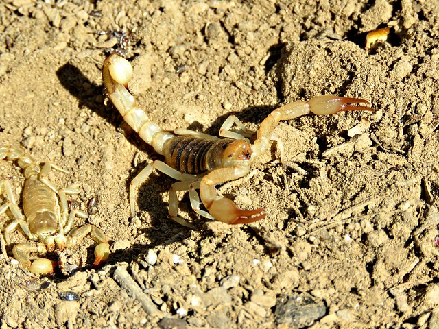 Escorpión dorado peruano (Hadruroides charcasus)