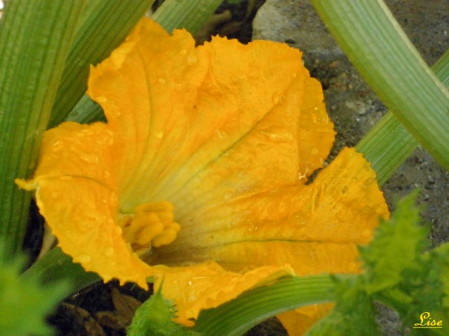 Fleur de cucurbitacée