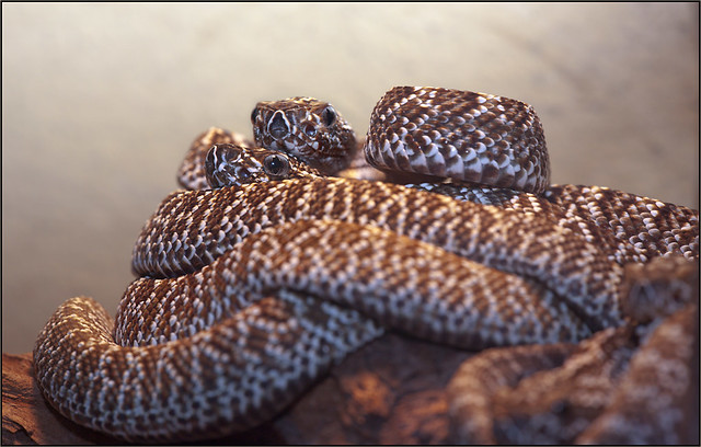 Uracoan Rattlesnakes