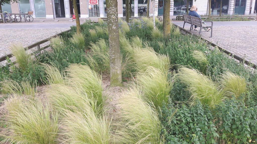 Grassy flower beds | ulysses68 | Flickr