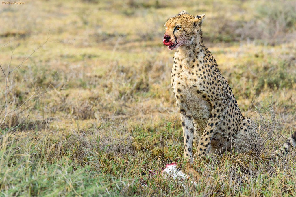 Southern and Eastern African Cheetah, (Acinonyx j. jubatus)