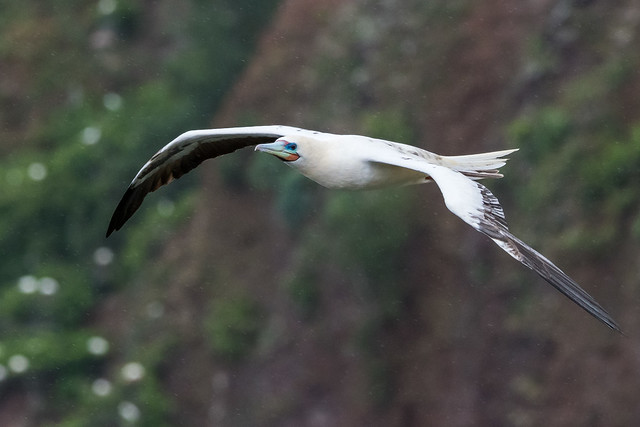 Red-footed Booby in flight