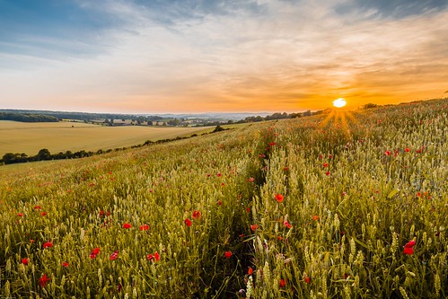chartham england unitedkingdom gb poppies field canterbury wheat sunset openspace