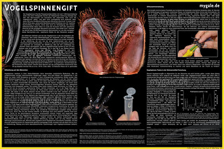 Vogelspinnengift Poster v2 | by mygale.de