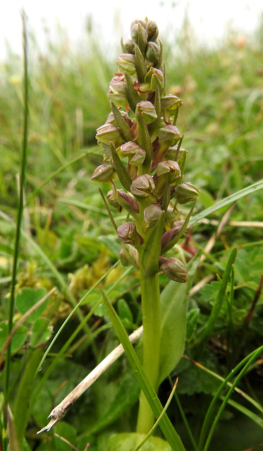 Frog Orchid on Ladle Hill, Hampshire.