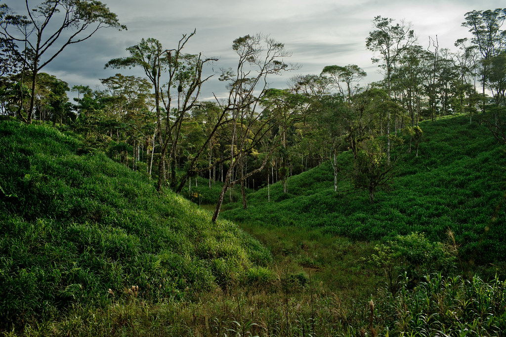 Deforested lands used for pastoral farming, Napo Province, Ecuador.