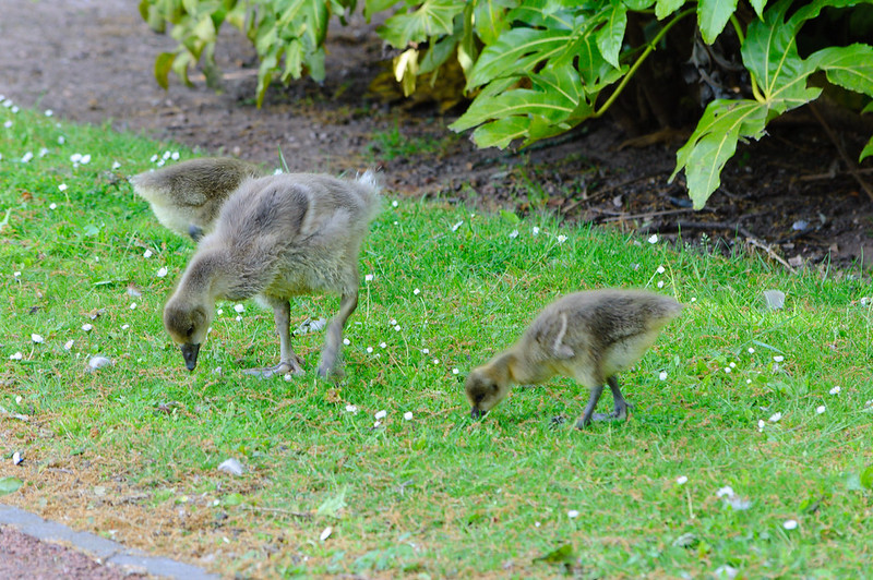 Greylag goose goslings eating in short grass, West Park