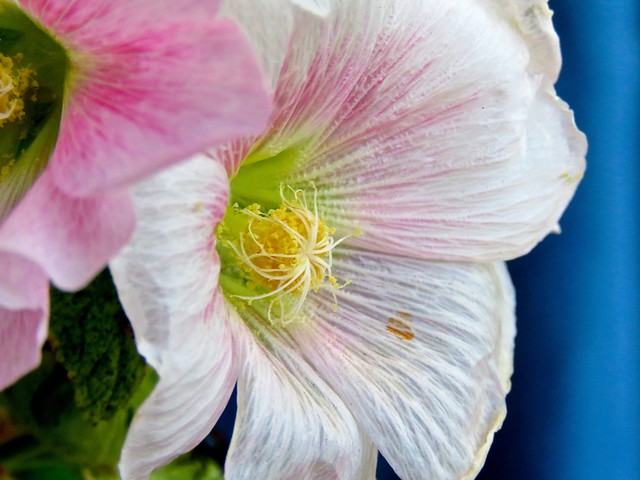 White and Pale Pink Hollyhocks - Side View<> IMG_0647 - Version 2