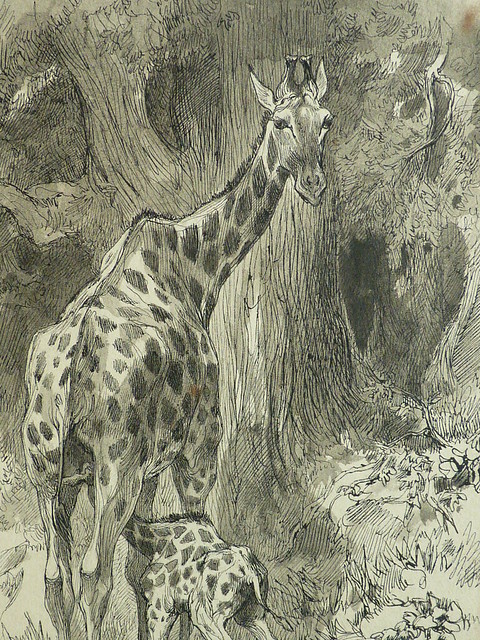 LANÇON Auguste André - Jeune Girafe têtant sa Mère dans une Forêt (drawing, dessin, disegno-Louvre RF22887) - Detail 06