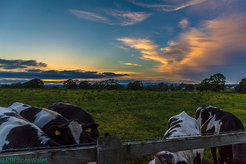 pembrokeshire wales cows bovines sunset canon field preseli preselis hills preselihills clouds blackandwhite blue orange clunderwen