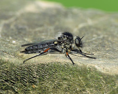 Slender-footed Robberfly - Leptarthrus brevirostris