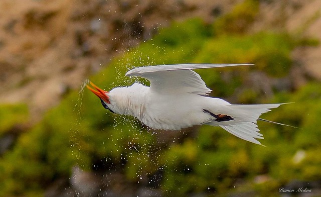 Elegant tern... Shake it off