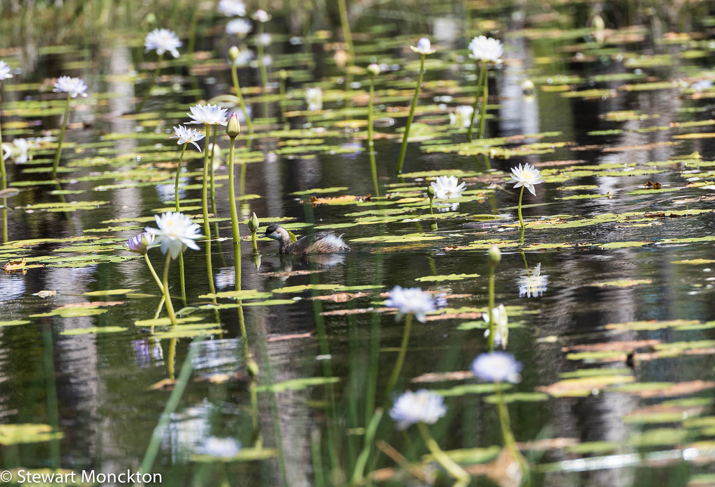 Australasian grebe and Water-lilies