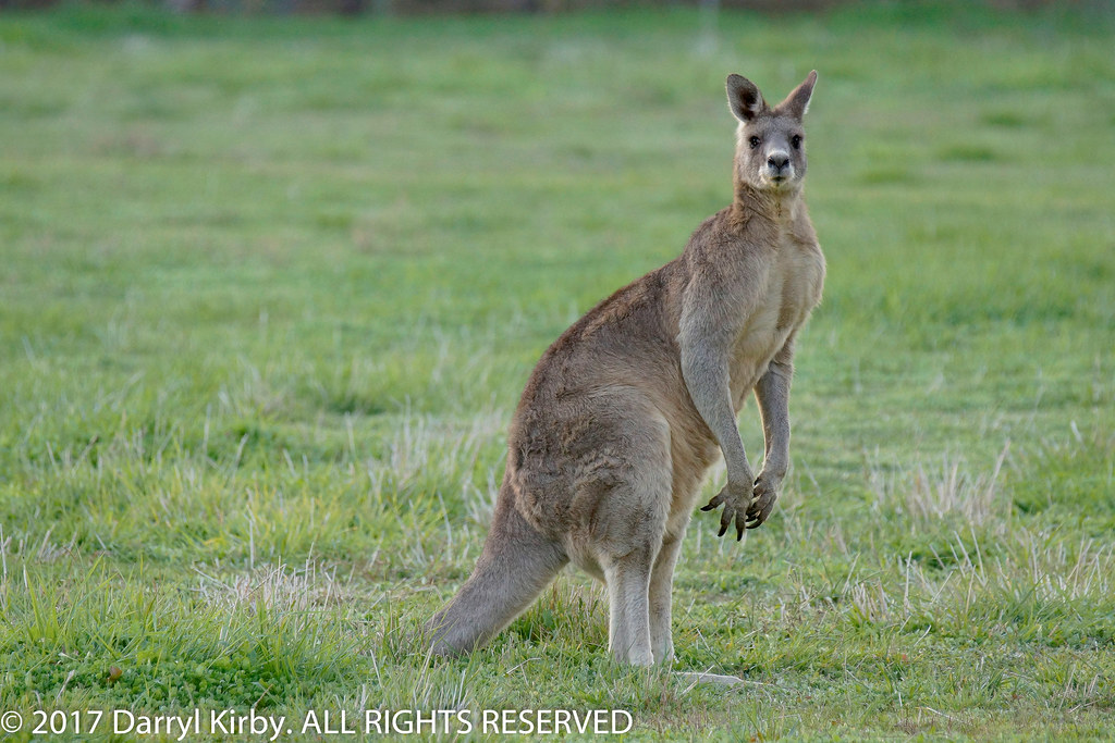 Kangaroop Eastern Grey Kangaroo (Macropus giganteus) | Eastern Grey Ka… | Flickr