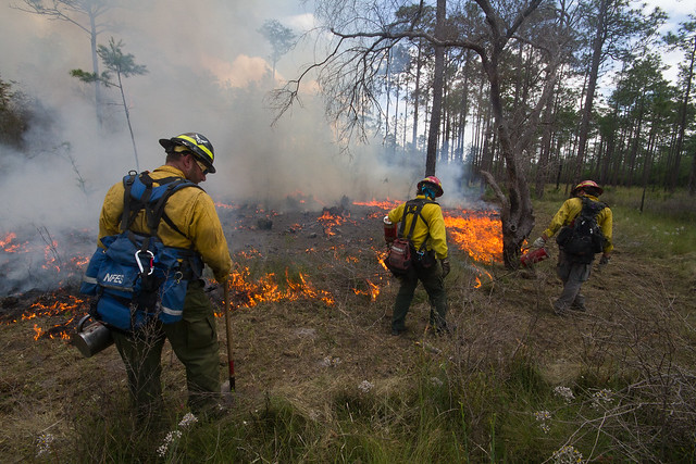 Wetland burning in the Apalachicola National Forest