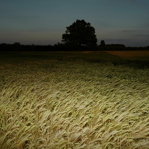 grantsimonrogers ƒ leica leicaq leicasf40flash flasher flashing flashingaroundnorfolk nfn norfolk englandshire pastoraldances flânerie flâneur thefirst10000 themanwhoflashedinthegrass therepublicofheaven daylightwithflash dayfornight sooc straightoutofthecamera picturemakingnottaking terraincognita photopsychotherapy philosophyofphotography artistphotographers hichabitatfelicitas edwardgates daniellahadley redwine roastchicken dusk dawn dogs weallneedahug keepsharingthebeauty davidbennett davidandrewbennett dab