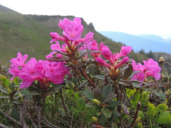 Rhododendron myrtifolium (kotschyi)