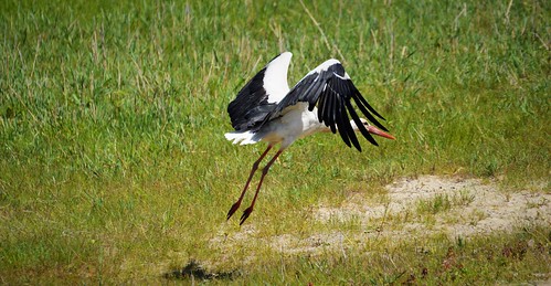 Stork taking off | by Mircea GHEORGHE-Thank you for all views and faves