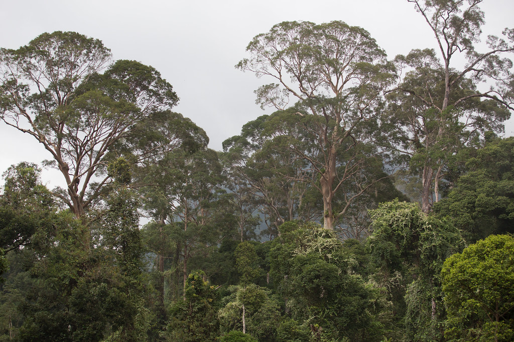 Danum Valley is a primary rainforest and home to an astonishing amount of interesting plants and animals.