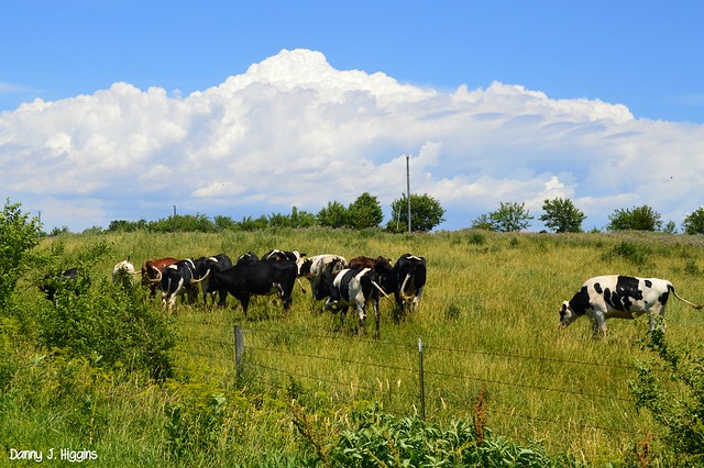 Cows & Clouds.  Lee County, Illinois.    DSC_4813