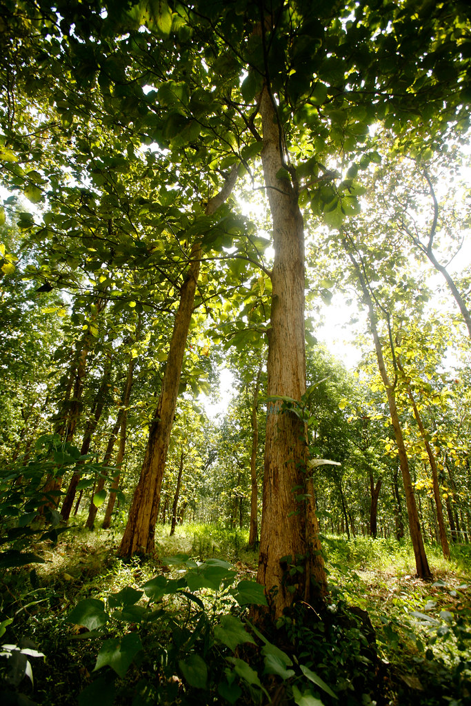 Teak (Tectona grandis) forest, Jepara, Central Java, Indonesia, June, 2009.