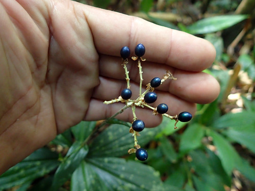 Pollia secundiflora (Blume) Bakh.f. | Ulu Gombak FR ...